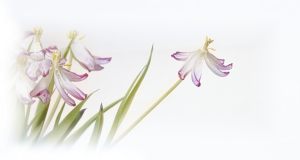 16767_Fotograf_Henrik S  Nielsen_High key tulips_Flora